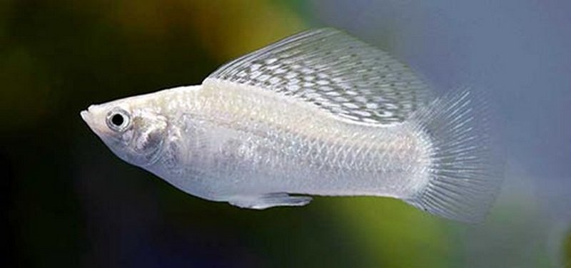 Nữ giới mơ thấy cá màu trắng là điềm báo may mắn về sự nghiệp