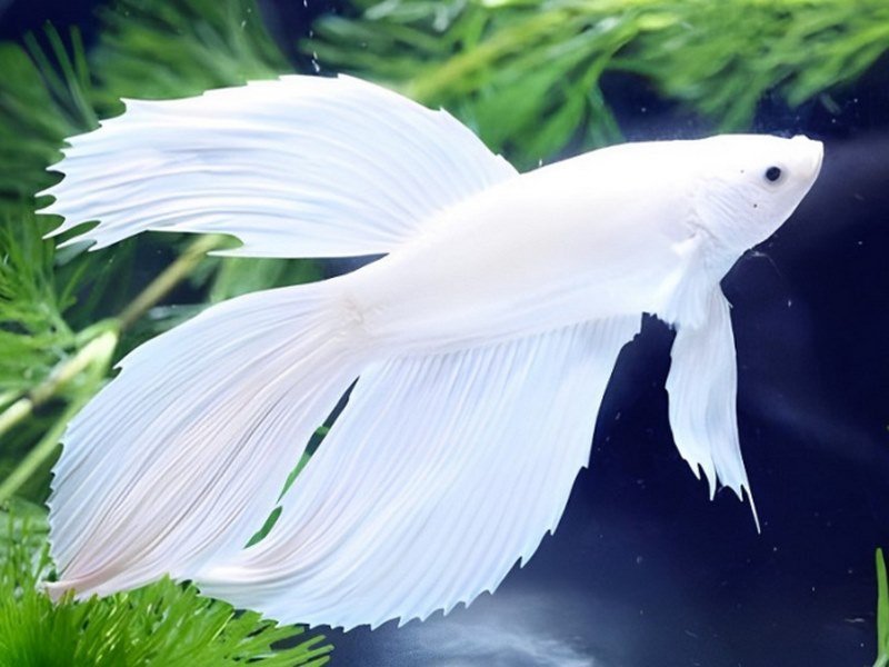 Mộng thấy nhà mình nuôi cá màu trắng là điềm báo tốt lành