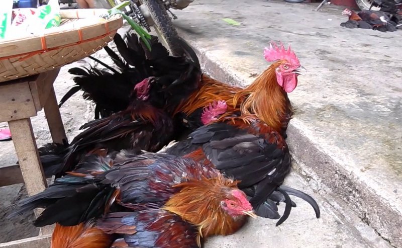 Mơ thấy gà trống chết
